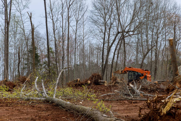 How Our Tree Care Process Works  in  Albion, MI