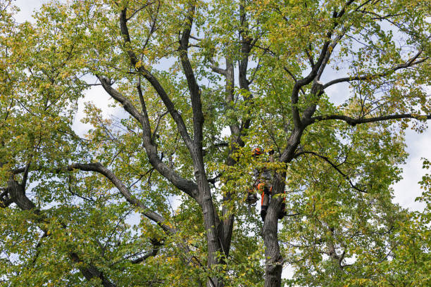 Reliable Albion, MI Tree Removal Services Solutions